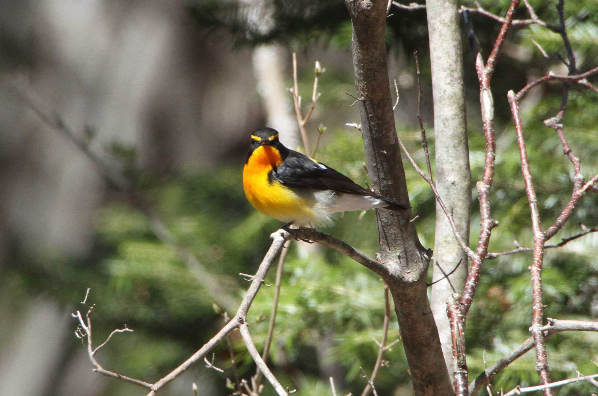 Narcissus Flycatcher