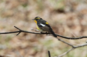 Narcissus Flycatcher 栃木県矢板市 Tue, 5/7/2019