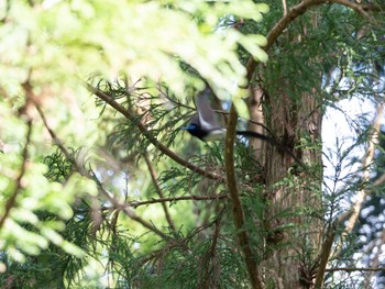 サンコウチョウ 場所が不明 2019年5月7日(火)