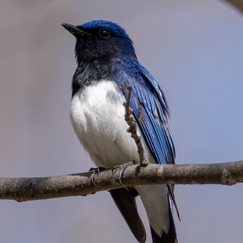 Blue-and-white Flycatcher 札幌 Sun, 5/5/2019
