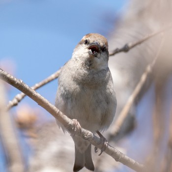 Russet Sparrow 函館 Mon, 4/29/2019