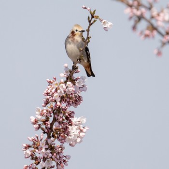 Chestnut-cheeked Starling 函館 Mon, 4/29/2019