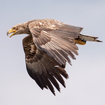 White-tailed Eagle Notsuke Peninsula Fri, 5/3/2019