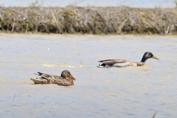 2019年5月7日(火) 加木屋緑地の野鳥観察記録