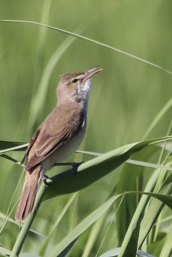 Oriental Reed Warbler 平城宮跡 Tue, 5/7/2019