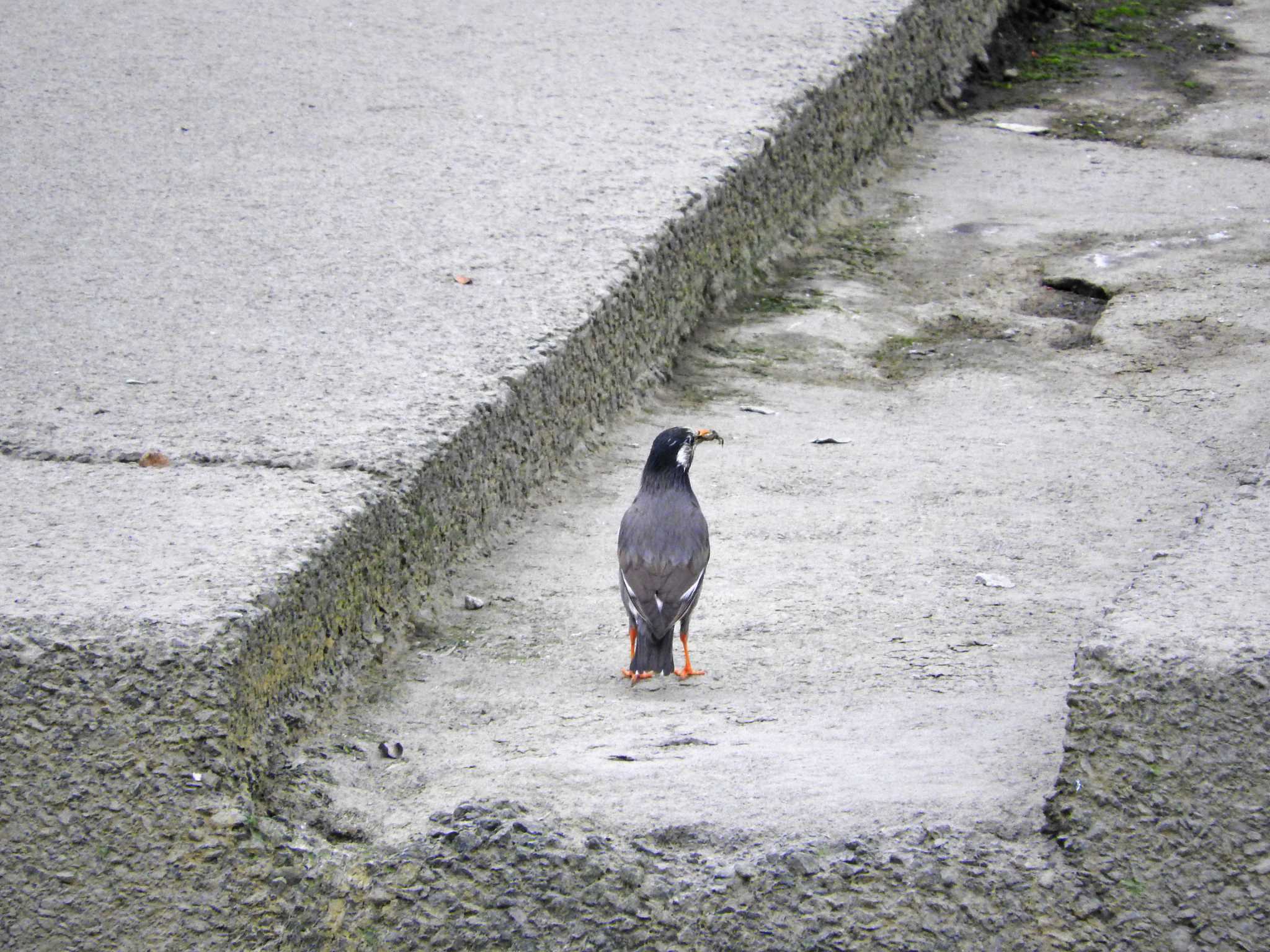 浦上川河川敷 ムクドリの写真 by M Yama