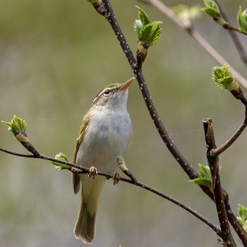 Eastern Crowned Warbler 銀山 Mon, 5/6/2019