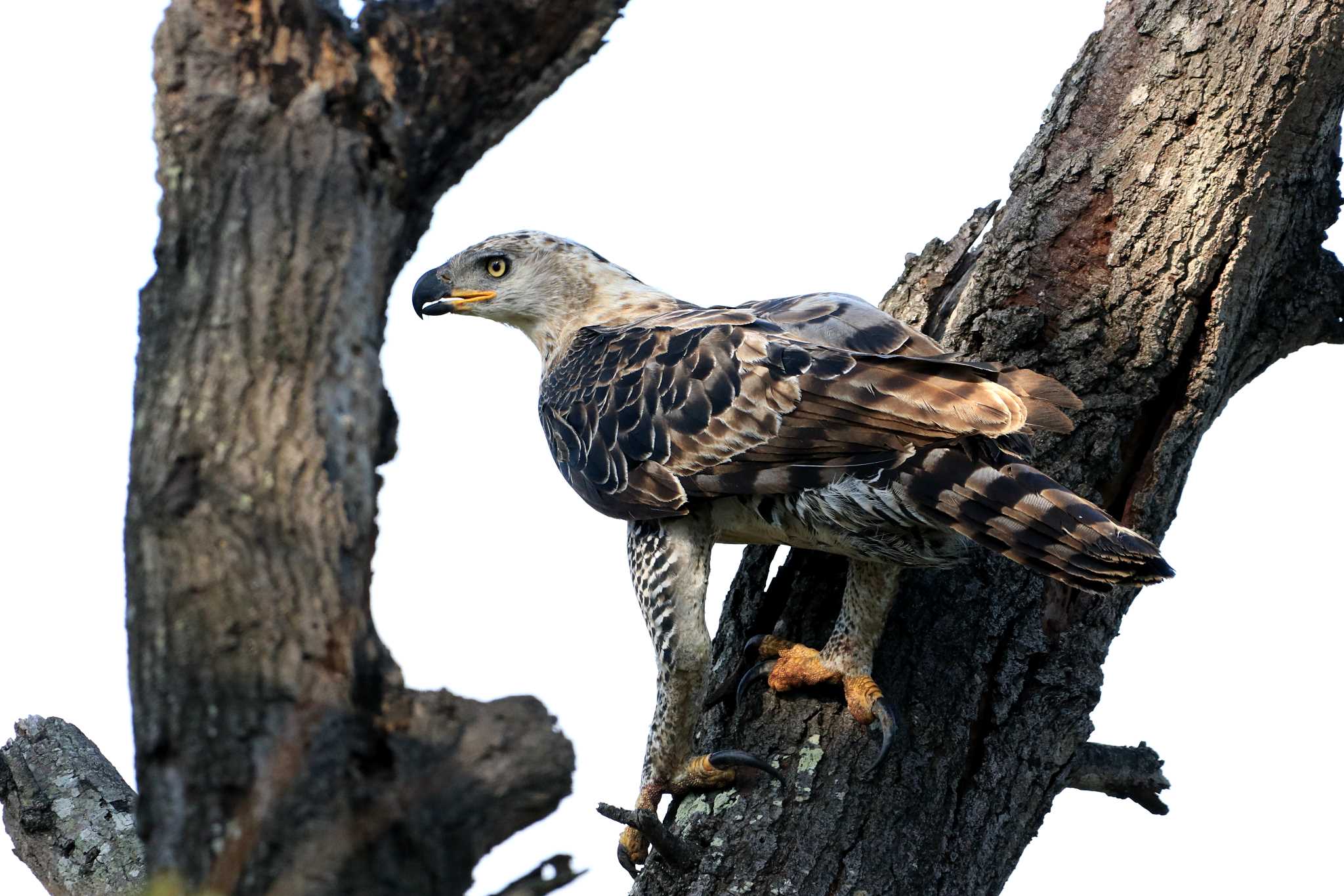 Photo of Crowned Eagle at Kapama Private Game Reserve (South Africa) by とみやん