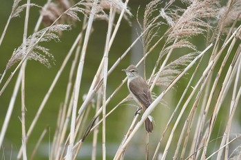 Mon, 5/6/2019 Birding report at Kasai Rinkai Park