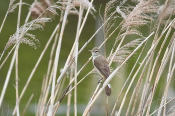 Oriental Reed Warbler Kasai Rinkai Park Mon, 5/6/2019