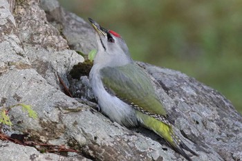 Grey-headed Woodpecker Miharashi Park(Hakodate) Tue, 5/7/2019