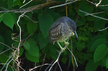 ゴイサギ 野川 2019年5月2日(木)