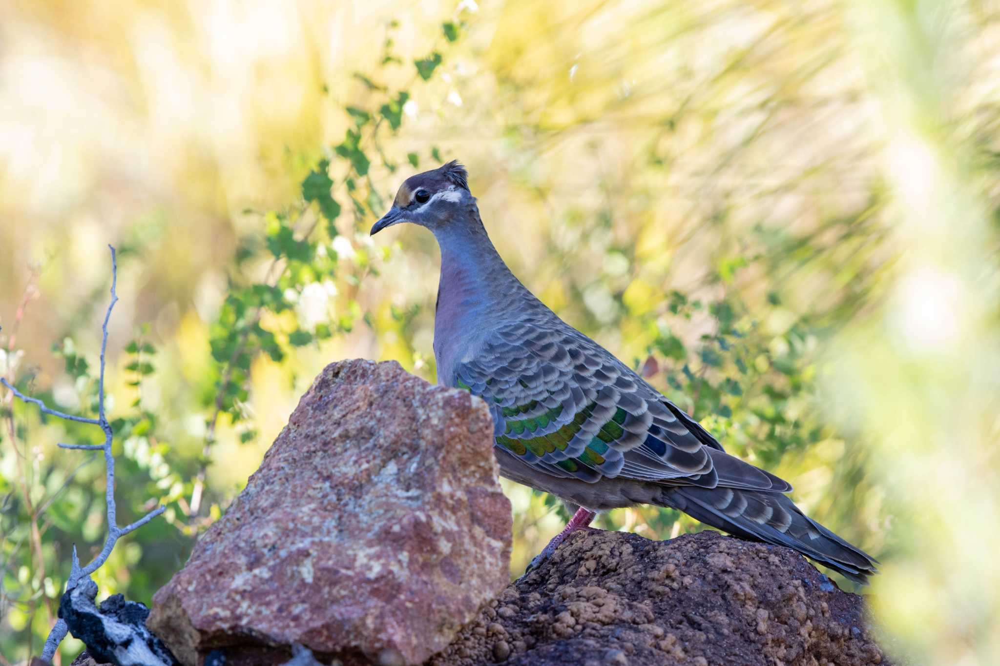 Common Bronzewing