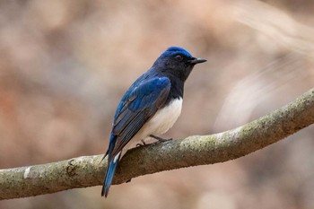 オオルリ 長野 2019年5月5日(日)