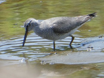 キアシシギ 葛西臨海公園 2019年5月5日(日)