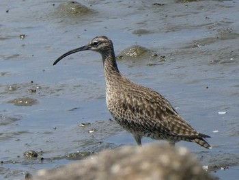 チュウシャクシギ 葛西臨海公園 2019年5月5日(日)