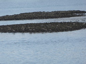 チュウシャクシギ 葛西臨海公園 2019年5月5日(日)