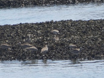 チュウシャクシギ 葛西臨海公園 2019年5月5日(日)