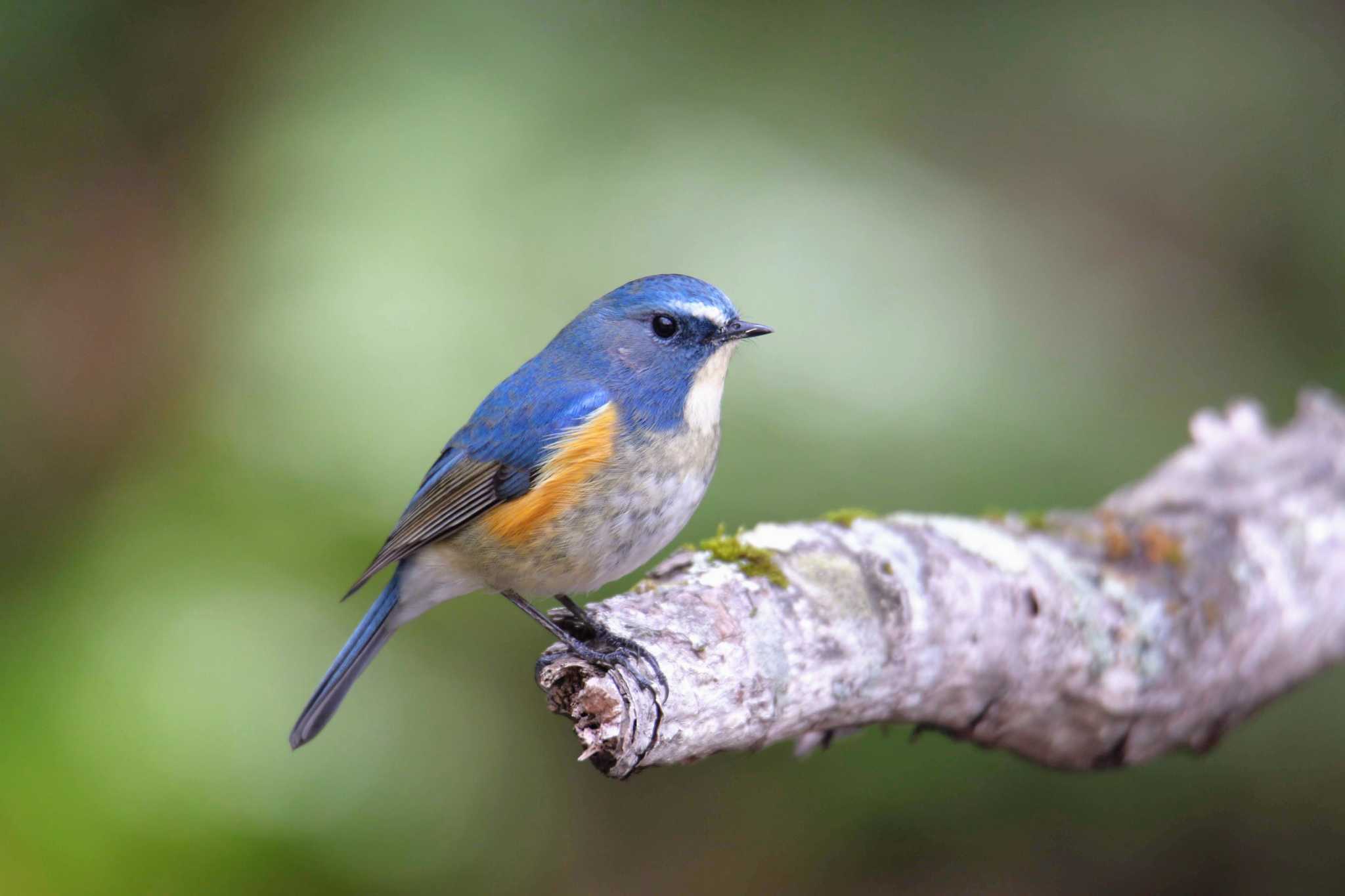 Photo of Red-flanked Bluetail at 梓川 by はやぶさくん