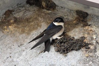 Asian House Martin Murododaira Mon, 5/6/2019