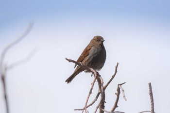 カヤクグリ 室堂平 2019年5月6日(月)