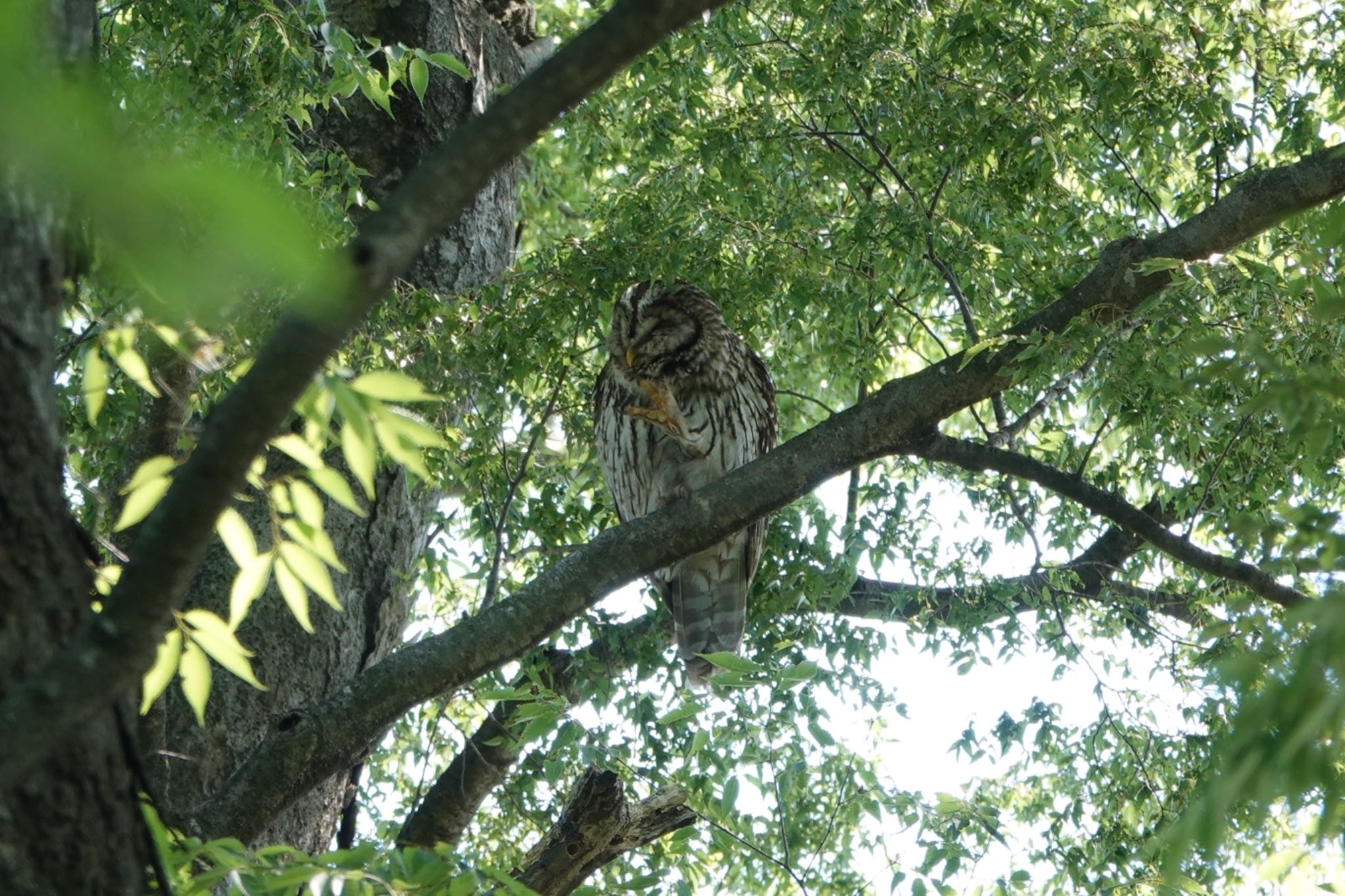 渡良瀬遊水地 周辺 フクロウの写真 by Hofstadter2303