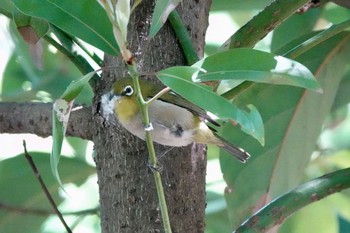 Sun, 5/6/2018 Birding report at 東京都文京区