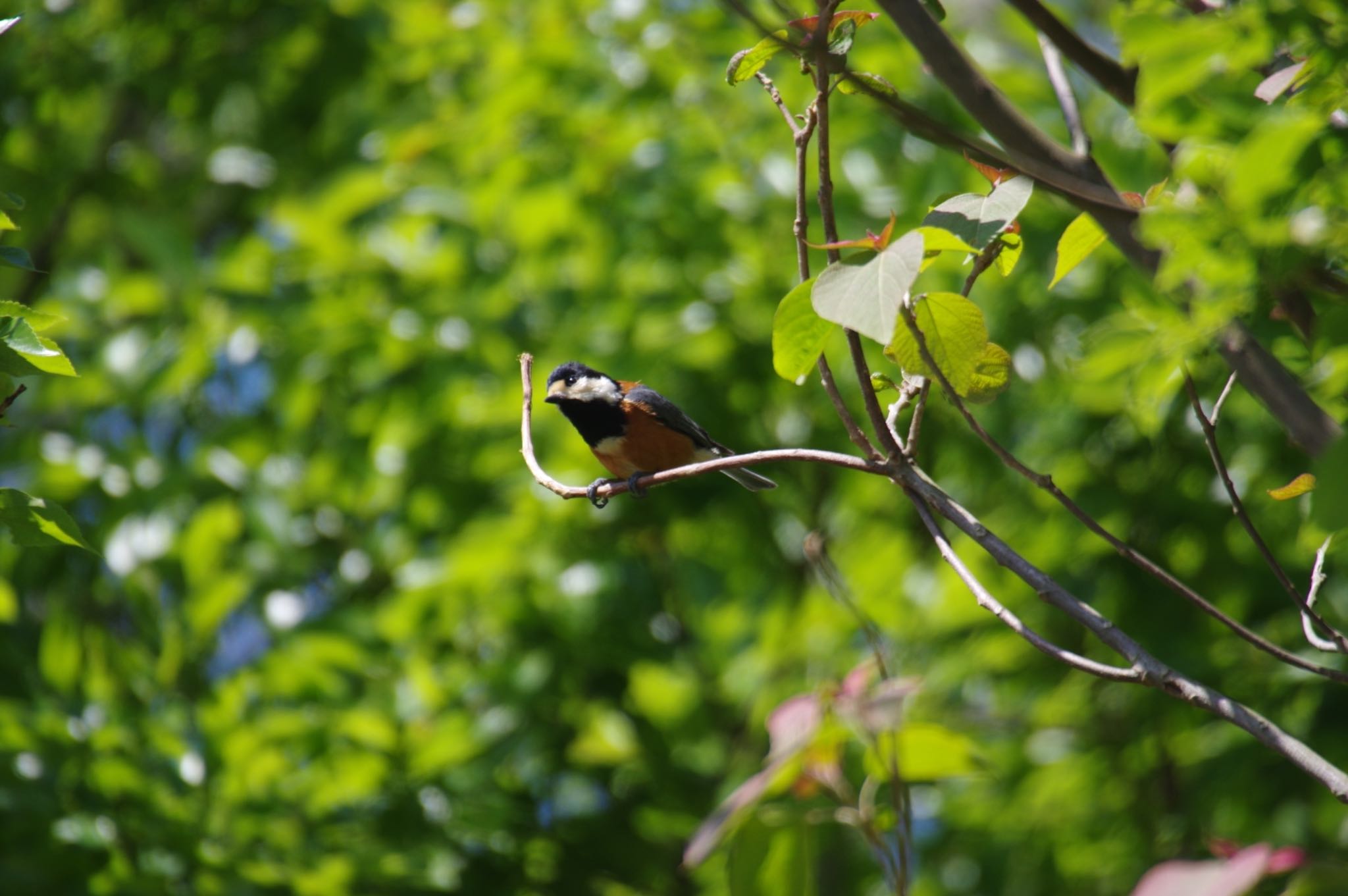 Varied Tit