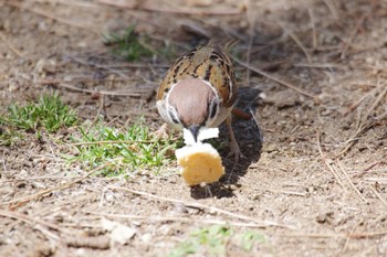 スズメ 奈良公園 2019年5月8日(水)