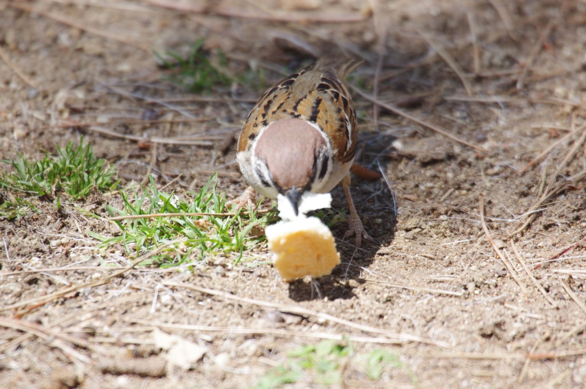 Eurasian Tree Sparrow