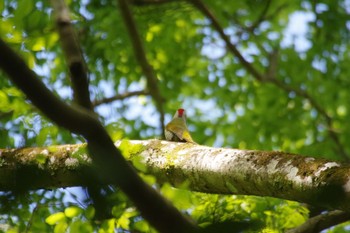 アオゲラ 春日山原始林 2019年5月7日(火)