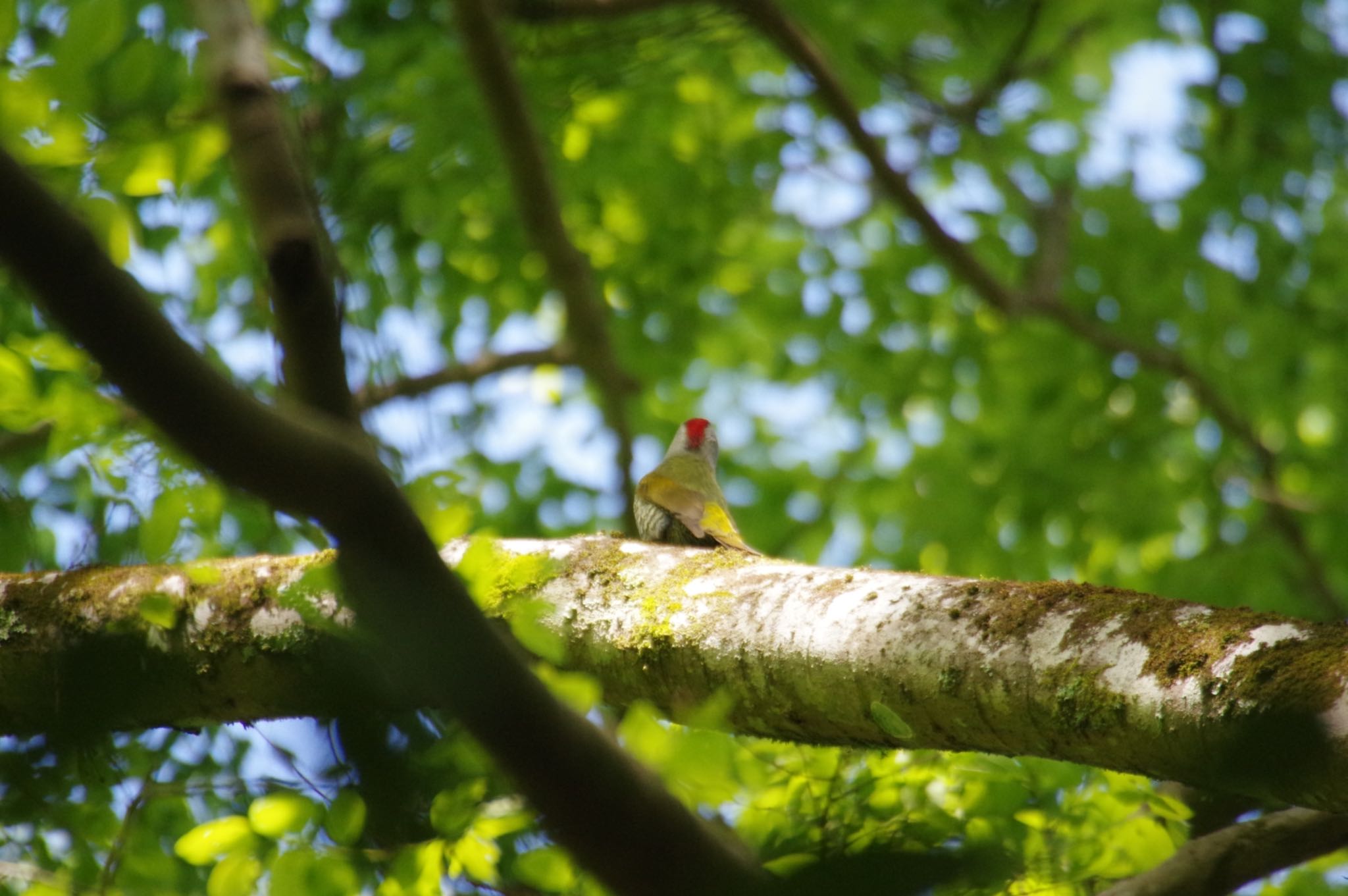 Japanese Green Woodpecker