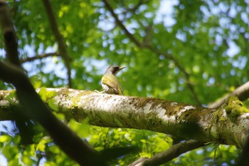 アオゲラ 春日山原始林 2019年5月7日(火)