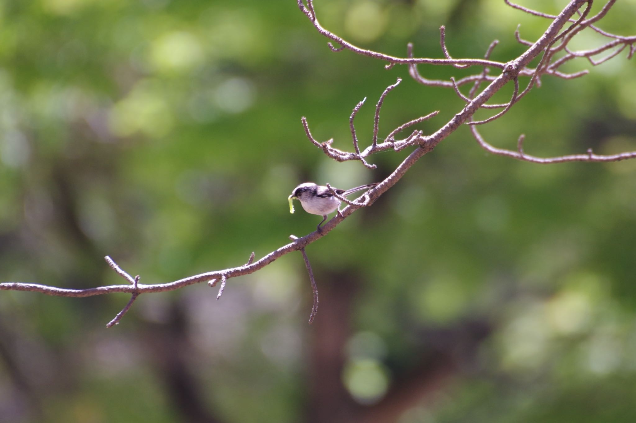 Long-tailed Tit