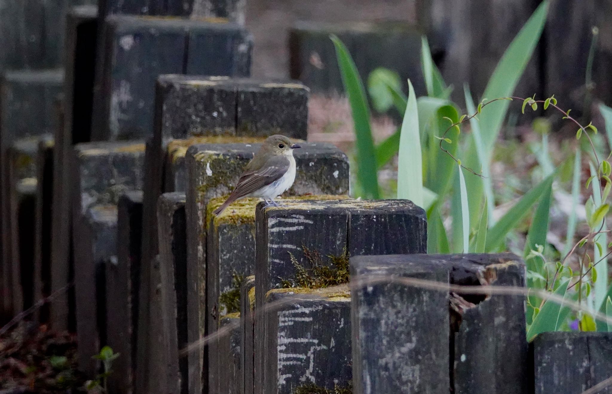 Narcissus Flycatcher