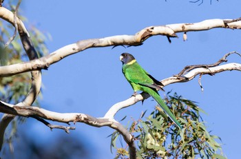 コダイマキエインコ Victoria Dam 2019年4月27日(土)