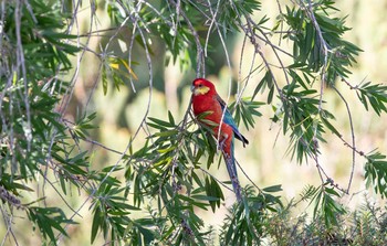 Western Rosella Victoria Dam Sat, 4/27/2019