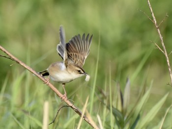 セッカ 場所が不明 2019年5月8日(水)