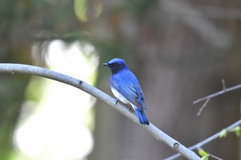 Blue-and-white Flycatcher Awashima Island Fri, 5/3/2019