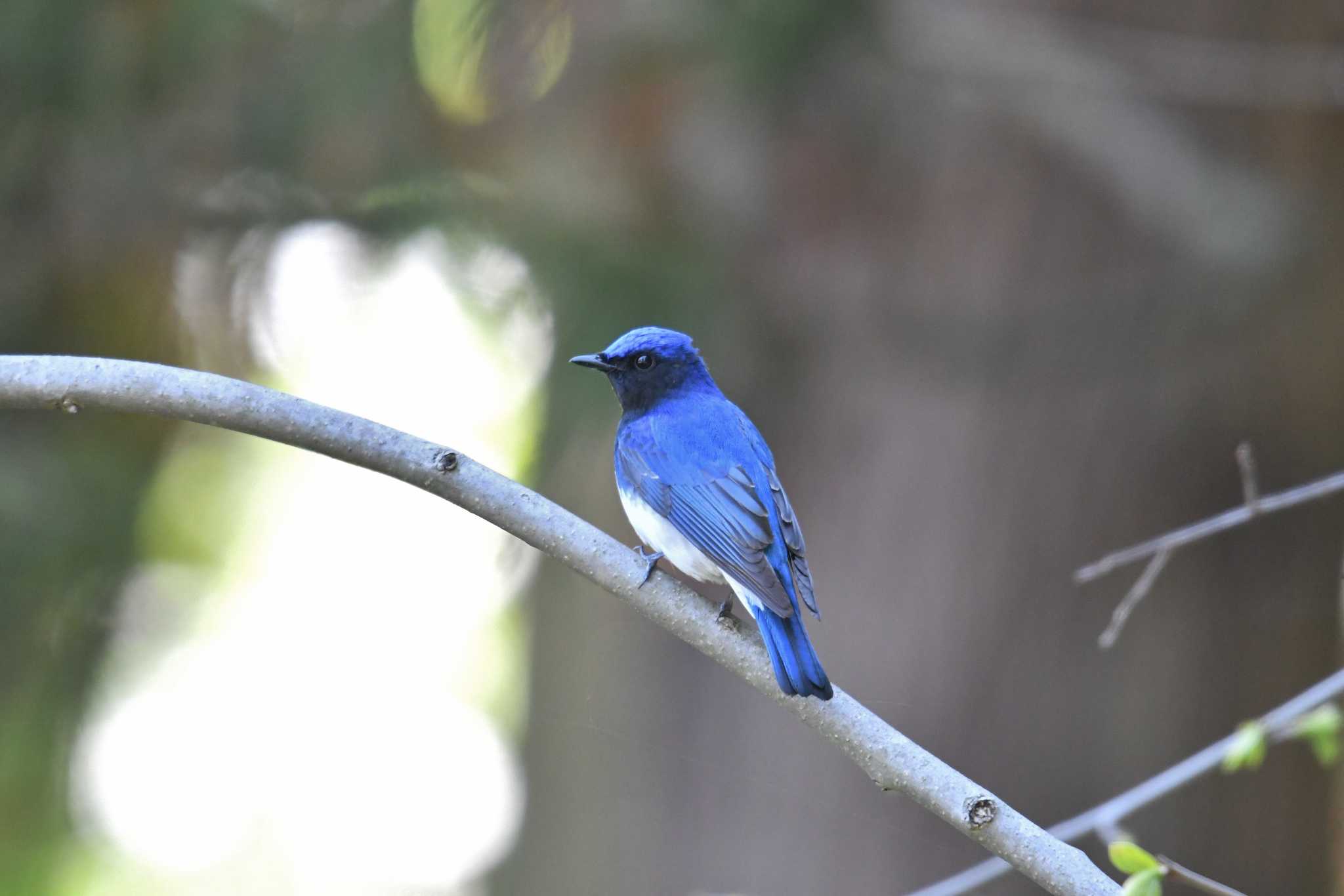 Blue-and-white Flycatcher