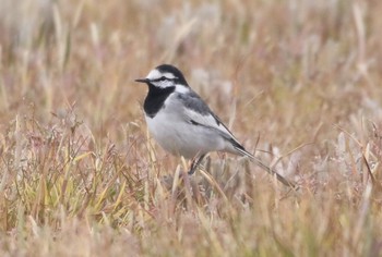 White Wagtail(ocularis) Unknown Spots Thu, 4/11/2019