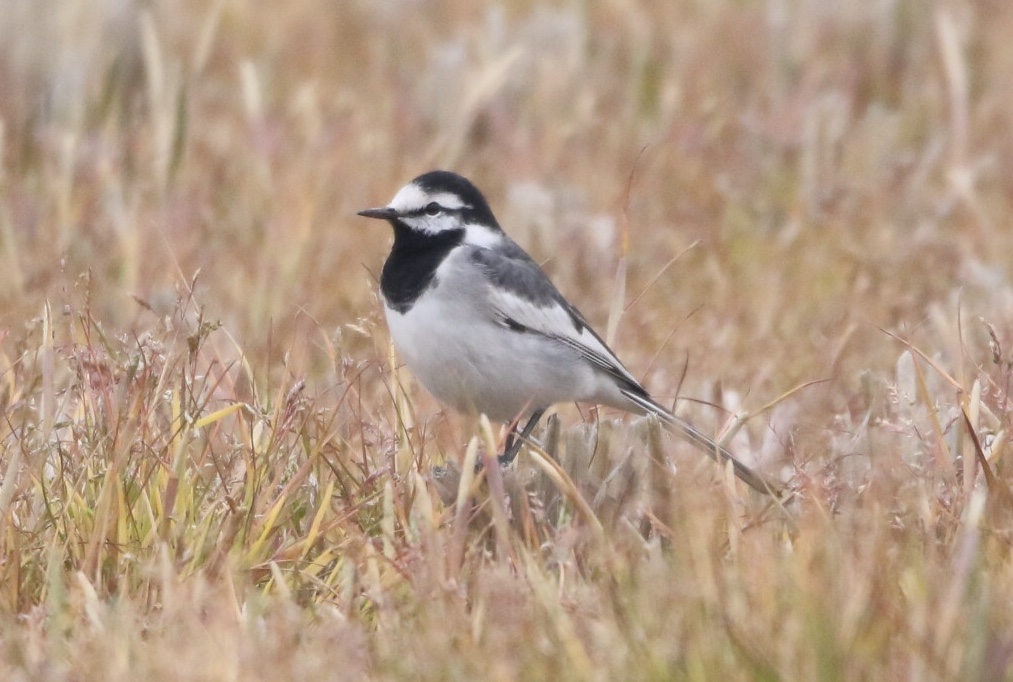 Photo of White Wagtail(ocularis) at  by 1t（改）