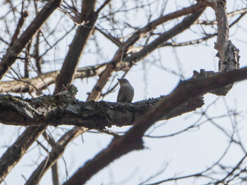 2019年5月4日(土) 軽井沢野鳥の森の野鳥観察記録