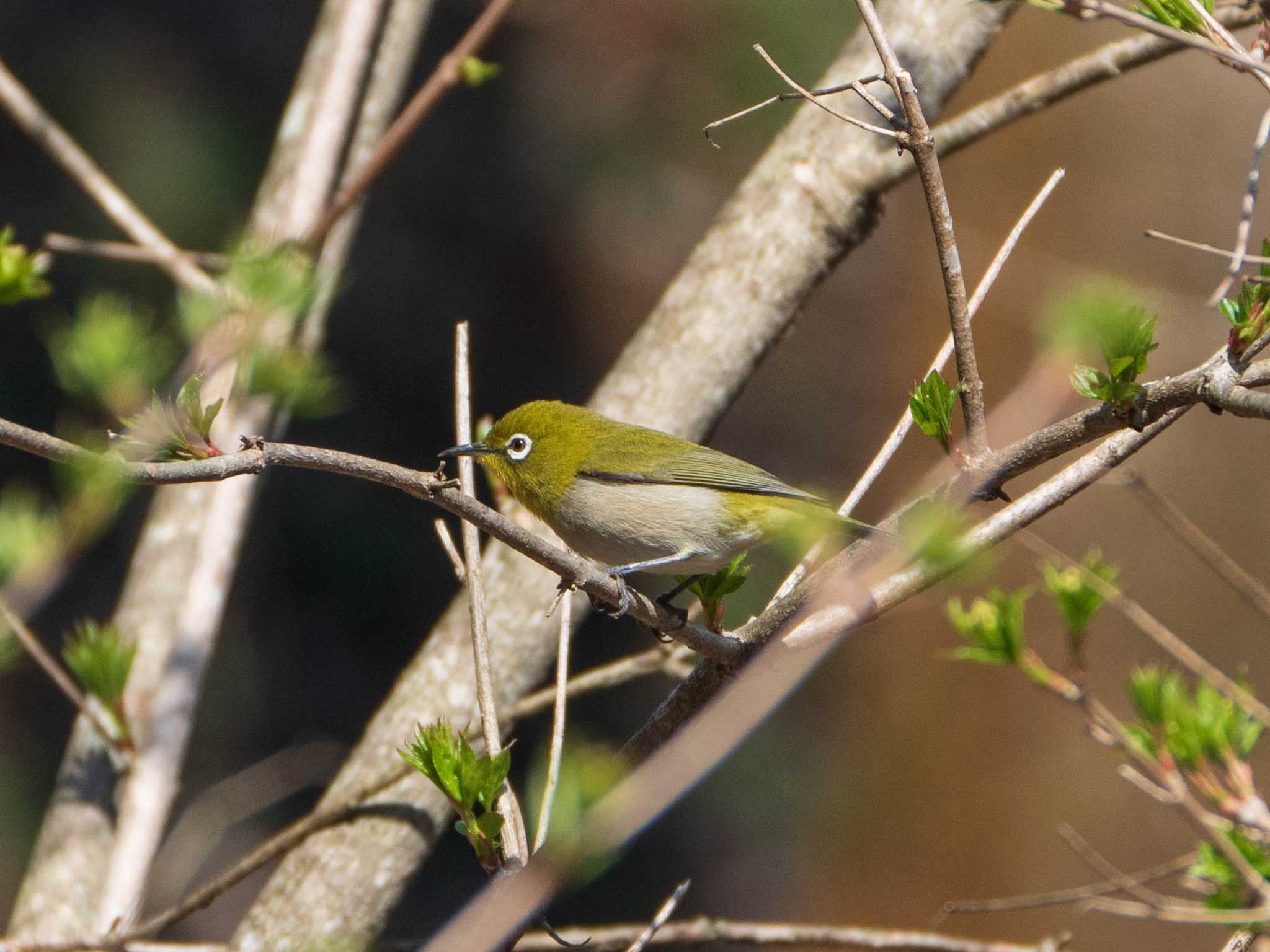 軽井沢野鳥の森 メジロの写真 by ryokawameister