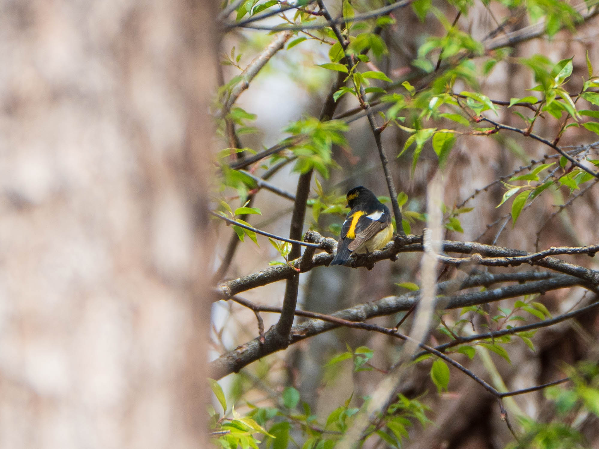 軽井沢野鳥の森 キビタキの写真 by ryokawameister