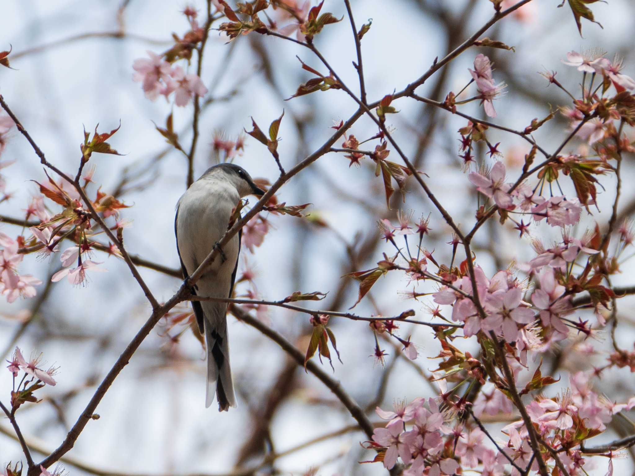 軽井沢野鳥の森 サンショウクイの写真 by ryokawameister