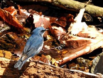 コルリ 軽井沢野鳥の森 2019年5月8日(水)