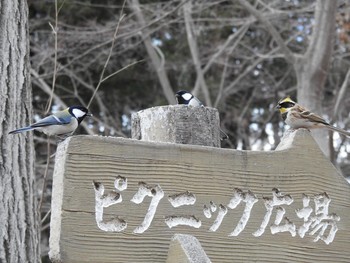 ミヤマホオジロ 峯公園 2019年3月7日(木)