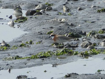 2019年5月5日(日) 谷津干潟の野鳥観察記録