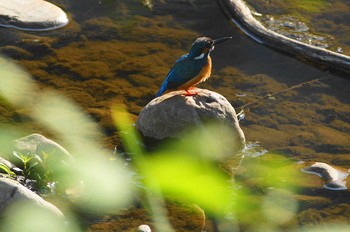 カワセミ 野川 2019年5月2日(木)